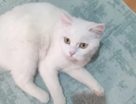 British Shorthair 1 Yaşında Eş Arıyor - 118967195