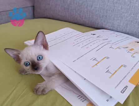 Siyam Kızıma Eş Arıyorum