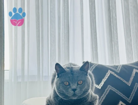 British Shorthair 2 Yaşında Eş Arıyor