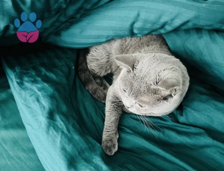 British Shorthair 2 Yaşında Eş Arıyor