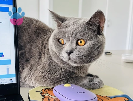 British Shorthair 2 Yaşında Eş Arıyor