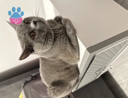 British Shorthair 2 Yaşında Eş Arıyor