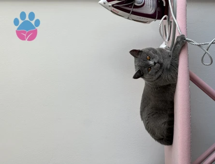 British Shorthair 2 Yaşında Eş Arıyor