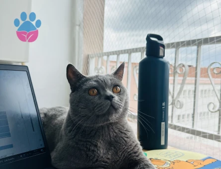 British Shorthair 2 Yaşında Eş Arıyor