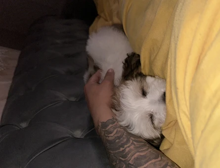 Morkie Oğluma Eş Arıyorum 1 Yaşında - 118967201