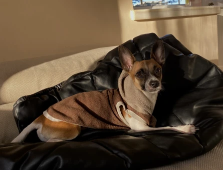 Pinscher Köpeğime Eş Arıyorum - 118967203