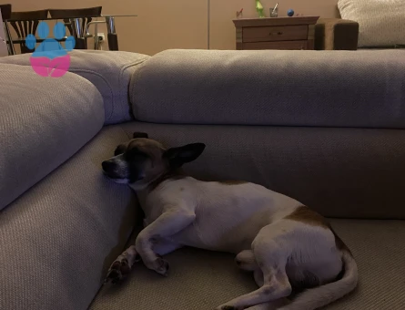 Pinscher Köpeğime Eş Arıyorum