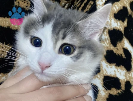 9 Aylık Dişi Kedimi çiftleştirmek istiyorum