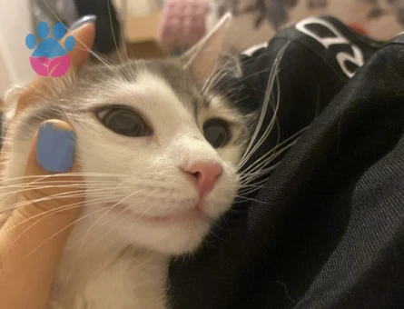 9 Aylık Dişi Kedimi çiftleştirmek istiyorum