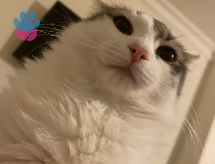 9 Aylık Dişi Kedimi çiftleştirmek istiyorum