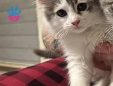 9 Aylık Dişi Kedimi çiftleştirmek istiyorum