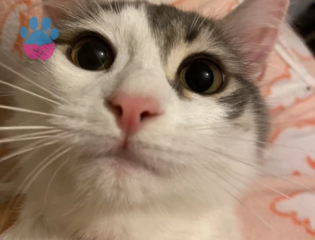 9 Aylık Dişi Kedimi çiftleştirmek istiyorum