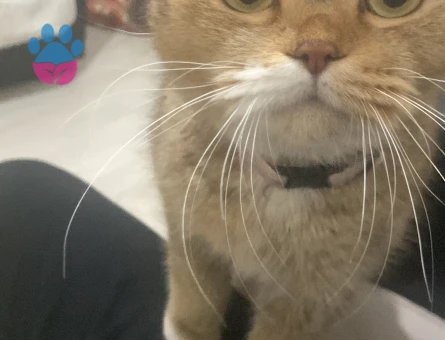 Kedi çift