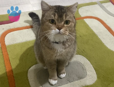 Kedi çift