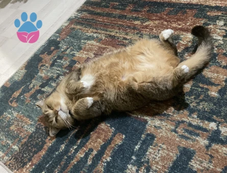 Kedi çift