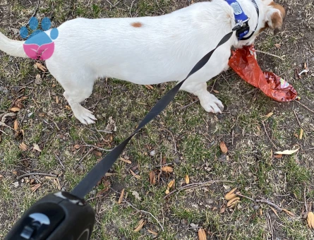Jack Russel
