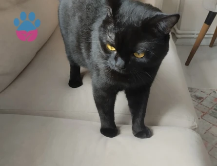 Yakışıklı oğlum partnerini arıyor