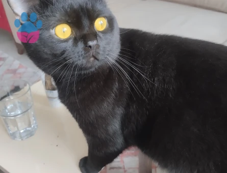 Yakışıklı oğlum partnerini arıyor