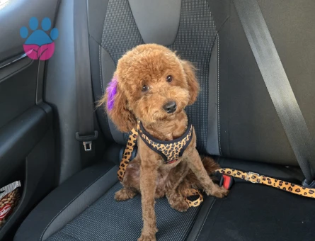 9 aylık yakışıklı safkan toypoddle çiftleştirmek için eş arıyor