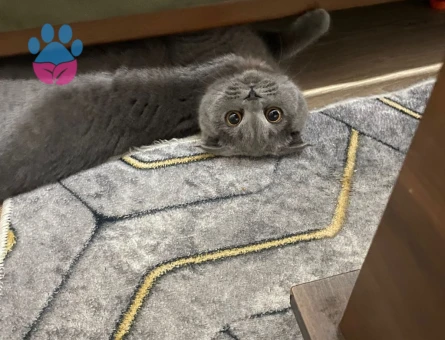 Kızıma eş arıyorum