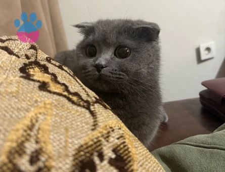 Kızıma eş arıyorum