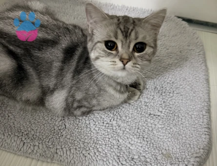 British Shorthair Güzel kızıma eş arıyorum