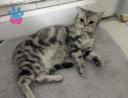 British Shorthair Güzel kızıma eş arıyorum