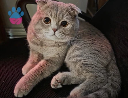 Scottish British kırması Çiftleştirme