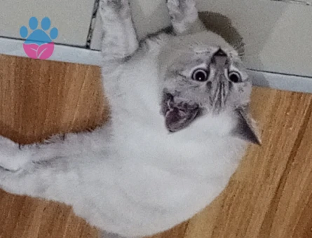 British Shorthair 1 Yaşında Eş Arıyor