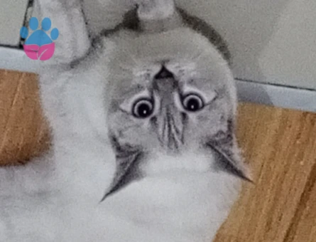 British Shorthair 1 Yaşında Eş Arıyor