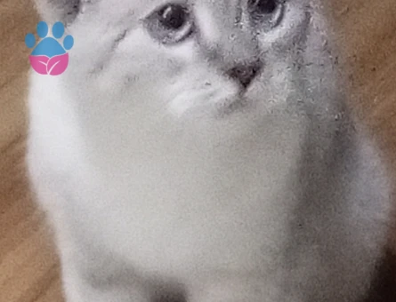 British Shorthair 1 Yaşında Eş Arıyor