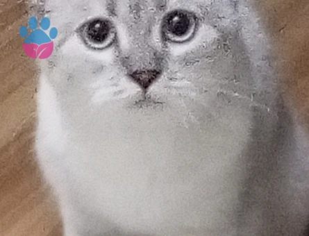 British Shorthair 1 Yaşında Eş Arıyor