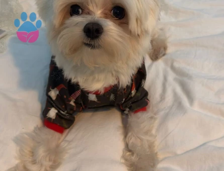 2 Kg Sağlıklı Erkek Maltese Terrier Oğluma Dişi Eş Arıyoruz