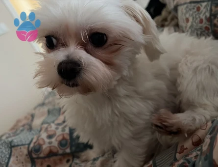 2 Kg Sağlıklı Erkek Maltese Terrier Oğluma Dişi Eş Arıyoruz