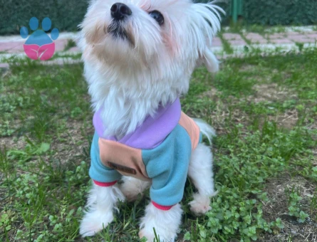 2 Kg Sağlıklı Erkek Maltese Terrier Oğluma Dişi Eş Arıyoruz