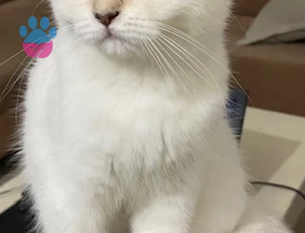 3 yaşındaki kızıma eş arıyorum, ilk defa anne olacak