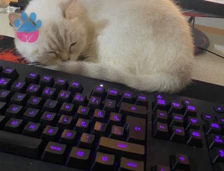 3 yaşındaki kızıma eş arıyorum, ilk defa anne olacak