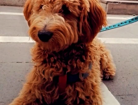 Poodle oğlumuza ilk eşini arıyoruz - 118969120