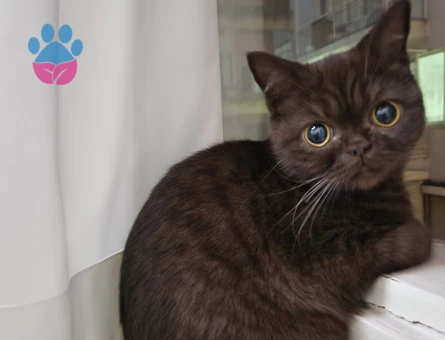 Jager Kızıma Eş Arıyorum