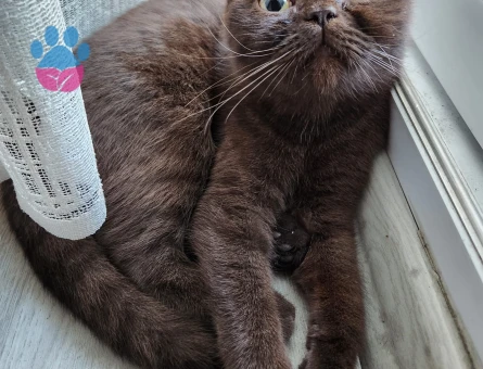 Jager Kızıma Eş Arıyorum