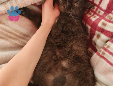 Jager Kızıma Eş Arıyorum