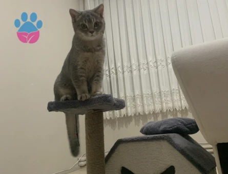 Scottish Fold 1 Yaşında Erkek Kızgınlıkta