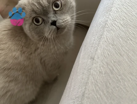 British shorthair 11 aylık delikanlı