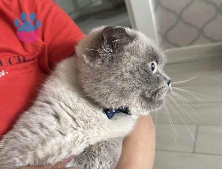 British shorthair 11 aylık delikanlı