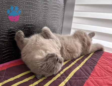 British shorthair 11 aylık delikanlı