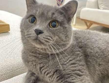 British Shorthair Kedime Acil Eş Arıyorum - 118969142