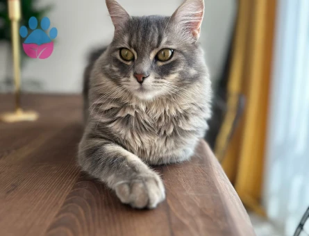 Arthur beye aşıları tam ve sağlıklı gelin arıyoruz