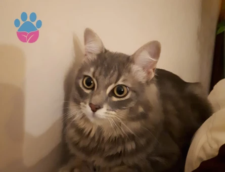 Arthur beye aşıları tam ve sağlıklı gelin arıyoruz