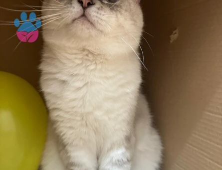 British Shorthair 1.5 Yaşında Kedim Eş Arıyor