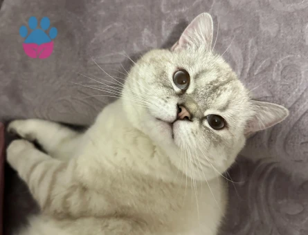 British Shorthair 1.5 Yaşında Kedim Eş Arıyor